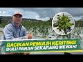 CARA PEMULIHAN PASCA SERANGAN KERITING DAUN ‼️ CARA TEPAT PENGOLAHAN LAHAN ‼️