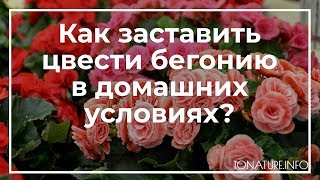 Как заставить цвести бегонию в домашних условиях? | toNature.Info