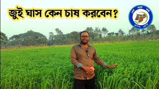 জুই ঘাস কেন চাষ করবেন? শীতকালীন জুই ঘাস #জুই_ঘাস_চাষ #জুই_ঘাসের_বীজ #শেখ_এগ্রো_ফার্ম