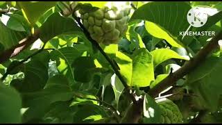 NMK 1 Golden# Custard Apple# 50 Acer#Dr.Tukaram Mote # Shorts