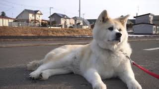 秋田犬・つばき のんびり休憩中 Japanese Akita dog Tsubaki / Акита