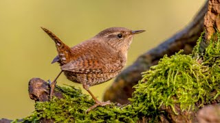 All About Wrens: Important Things to Learn!