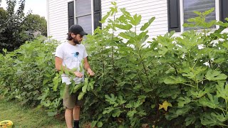 Figs are Splitting: In Ground trees vs. Potted