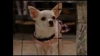 Kapamilya Kiddie Blockbusters : Beverly Hills Chihuahua