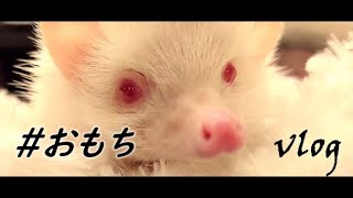 【Pet vlog】大人しくて可愛い、アルビノのハリネズミおもち