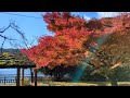 【fall foliage　伊自良湖の紅葉】　岐阜県山県市　2024年11月28日（木）　　gifu japan