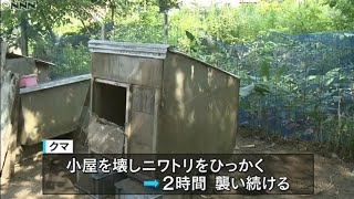 クマが鶏小屋襲う被害…注意呼びかけ 青森県20190806(動物愛誤)(農業損害)(製造車禍.人身被害)(Animal Attacks)(アニマルホーダー.Animal Hoarding)(狂犬病)