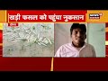 dausa बारिश से खड़ी फसल को पंहुचा नुकसान किसानो की मेहनत पर फिरा पानी news18 rajasthan