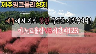 [제주핑크뮬리성지] 지금 제주에서 가장 핫한 핑크뮬리 카페 두곳을 가봤습니다! / 마노르블랑 / 서광리123 /제주핑크뮬리카페 추천!