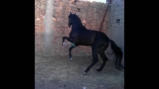 Ajmal hisan Ajmal hisan