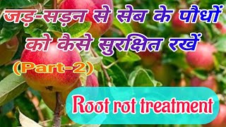 सेब के बगीचे में जड़ सड़न का ईलाज़ कैसे करें (भाग-2) Root rot treatment || @bagwanikibaat