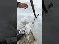 Farmer Rescues Sheep Buried in Snow Drift