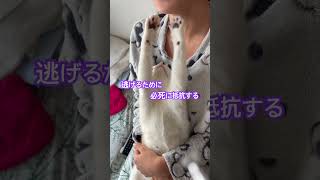 逃げるのに必死すぎる手がおもしろすぎw  #cat #面白い子猫 #おもしろ動画 #cute#shorts #猫のいる暮らし #funny