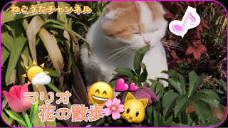 スコティッシュ仔猫のマリオ君🐱花🌸の散歩道🌸