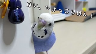 物影からひょっこり顔を出すインコが可愛すぎた🐦w