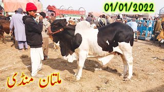 Cholistani Ablag Beauty | Multan Cow Mandi latest price update on Saturday | Qurbani 2022