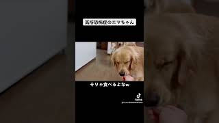 高所恐怖症のゴールデンレトリバーのエマちゃん🐶 Emma, ​​a golden retriever with a fear of heights 🐶