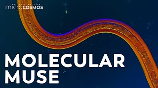 Nematodes: The Worm That Sculpted The World