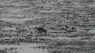 ハマシギ　採餌 Dunlin foraging 2 : Calidris alpina 浜鷸