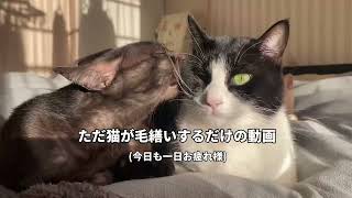 【今日も一日お疲れ様でした。猫の毛繕い動画です】