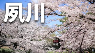 満開の桜!! JRさくら夙川・阪急夙川で花見旅【vlog】