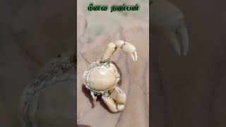 கல் போன்ற உடல் கொண்ட நண்டு Crab with a stone-like body