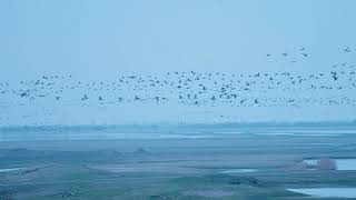 Biggest group flock of migrating Geese ever @ Oostvaardersplassen Netherlands - Ganzen trek