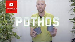 All you need to know about Epipremnum Aureum Pothos