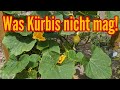 Was Kürbis Pflanzen nicht mögen - Diese FEHLER beim Anbauen von Kürbis unbedingt vermeiden