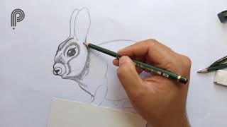 How To Draw a Bunny Step by Step ( Realistic ) for beginners  Draw a realistic Rabbit easy Rabbit