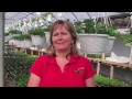 le beau centre du jardin de m.tomate