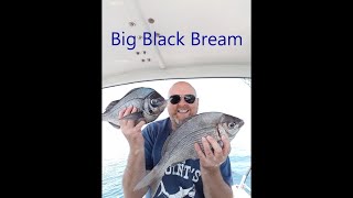 Black Bream fishing including underwater footage.