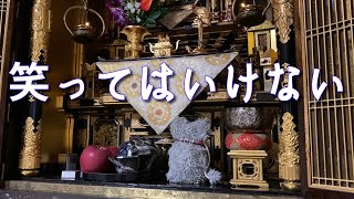 【猫の初盆】なぜか爆笑お経動画になった  21/08/13