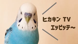 【インコが歌ってみた】ヒカキンTVえっびっで～（後編）