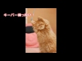 猫動画 おもしろ編１