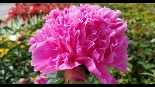 Best Perennials - Paeonia lactiflora 'Edulis Superba' (Peony)