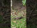 monitor lizards enjoying their time :D