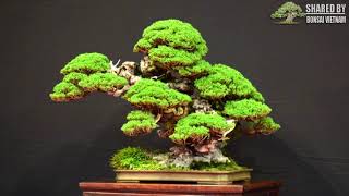 Những tác phẩm ấn tượng của Bonsai thế giới 2020