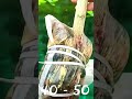 how to air layer lemon plant branch lemon plant propagation gardening