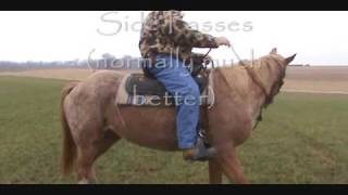 10yo Gaited Walkaloosa mare for sale