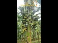 hybrid arecanut plants arecanut bestreel betelnut reels trending farming karnataka