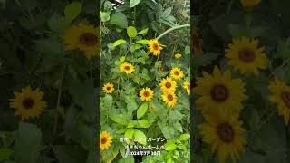 【HD動画】2024年7月30日  夏の花が咲いています。 #flowers #garden #癒し#自然 #naturelovers #薔薇は美しく散る #ばらの花 #rosegarde