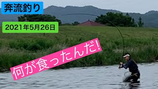 ⌜奔流釣り⌟⌜山女魚⌟⌜桜鱒⌟⌜外道⌟