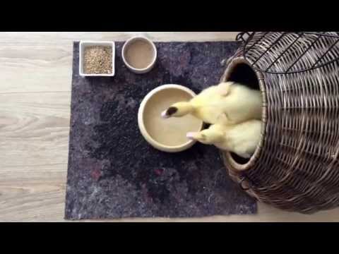 Ducks As Pets Ducks As Pets