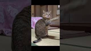 一緒に暮らさない？野良猫との出会いから4ヶ月の記録 #shorts