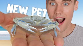 Raising A Baby Blue Crab From The Bait Shop