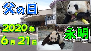 即公開👍パンダ永明🐼2020年父の日に会いにいくの巻【Giant Panda】