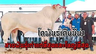 โคพันธุ์เคียนีนา