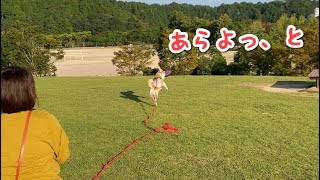 早朝にフリスビーで遊ぶ柴犬マコ