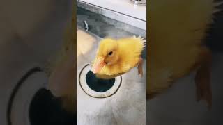 The ducklings are having fun. يستمتع فراخ البط. 小鸭子玩得很开心。